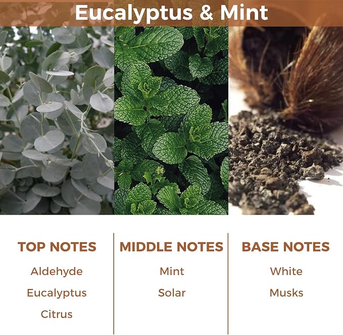Eucalyptus & Mint Essential Reed Diffuser Set,100ml(3.38fl.oz) | Scented Oil,Room Diffuser with 6 Sticks for Living Room,Office,Bedroom