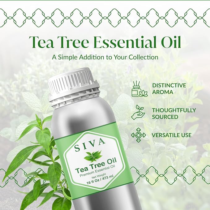 Siva Tea Tree Essential Oil, Huge Bottle, Large Size, 16 Fl Oz (473 ml) | Tea Tree Oil for Hair Care, Scalp Care, Face Care, Skin Care, Nail Care, Diffuser, Humidifier, Soap Making & DIY Blending